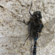 dragonflies, insect, macro, depth of field wallpaper