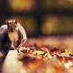 squirrel, animals, autumn, leaf wallpaper