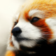 animals, red panda, nose wallpaper