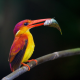rufous-backed kingfisher, ceyx rufidorsa, birds, branch, animals wallpaper