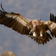 griffon, birds, vulture, flight, animals, wings wallpaper