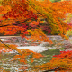 autumn, forest, river, branches, nature, leaf wallpaper