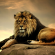 lion, predator, king of beasts, animals wallpaper