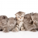 cat, kitten, animals, five kittens wallpaper
