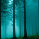forest, tree, mist, fog, morning wallpaper