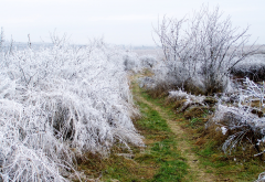 hoarfrost, path, winter, frost, nature wallpaper