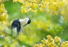 black-crowned night heron, bird, flowering, taiwan, animals, nature wallpaper