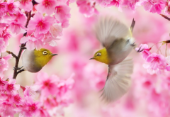 spring, twigs, taiwan, birds, white eyes, sakura, flowers, animals, nature, common nightingale, nightingale wallpaper