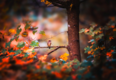 nature, autumn, tree, branches, leaves, bird wallpaper