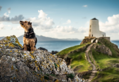 nature, landscape, wales, sea, rocks, stones, lighthouse, animals, dog wallpaper
